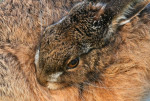Europese haas (Lepus europaeus), Arkemheen